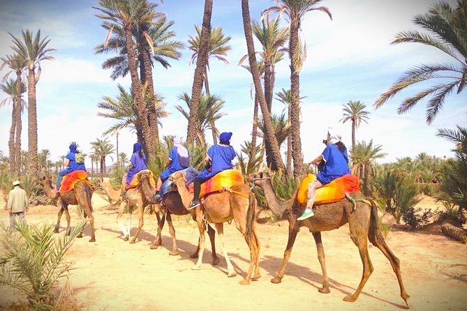 Camel Rides in the Palmeraie