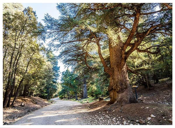 ifrane-national
