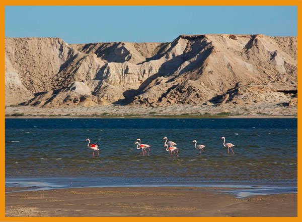 flamingo-dakhla
