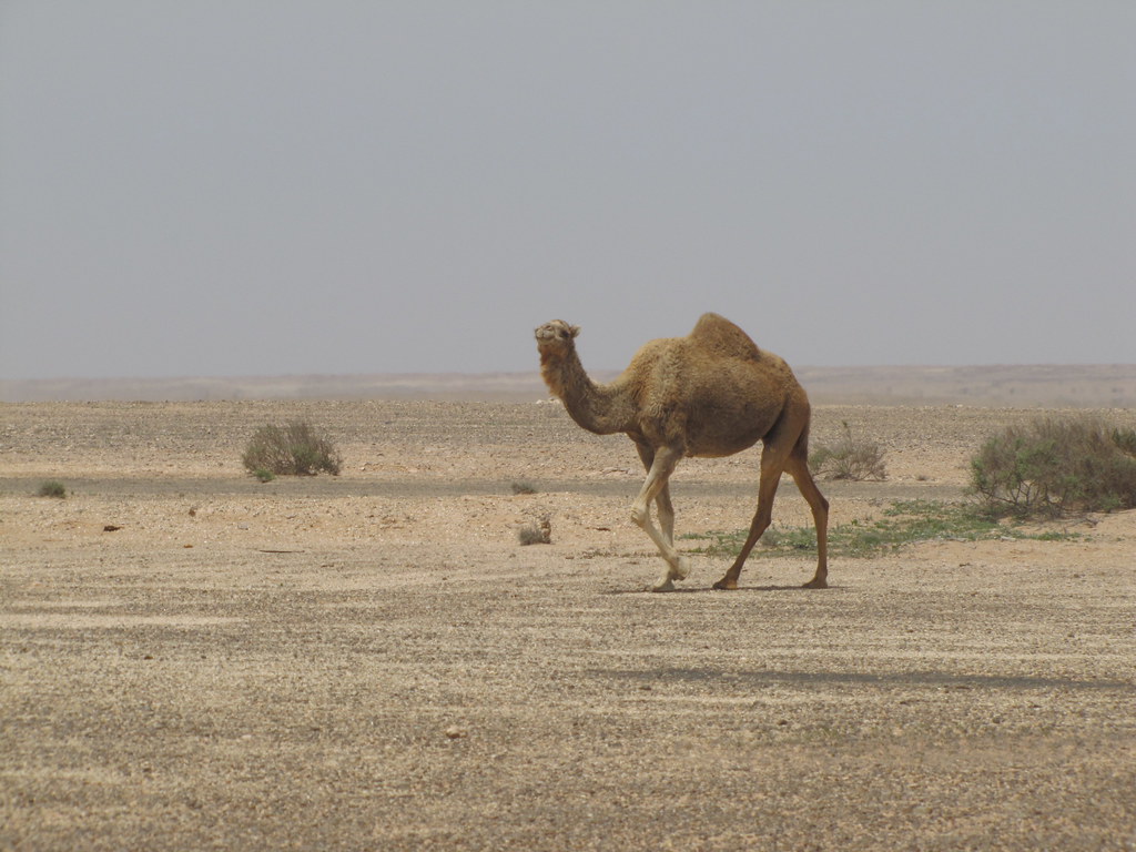 Smara sahara