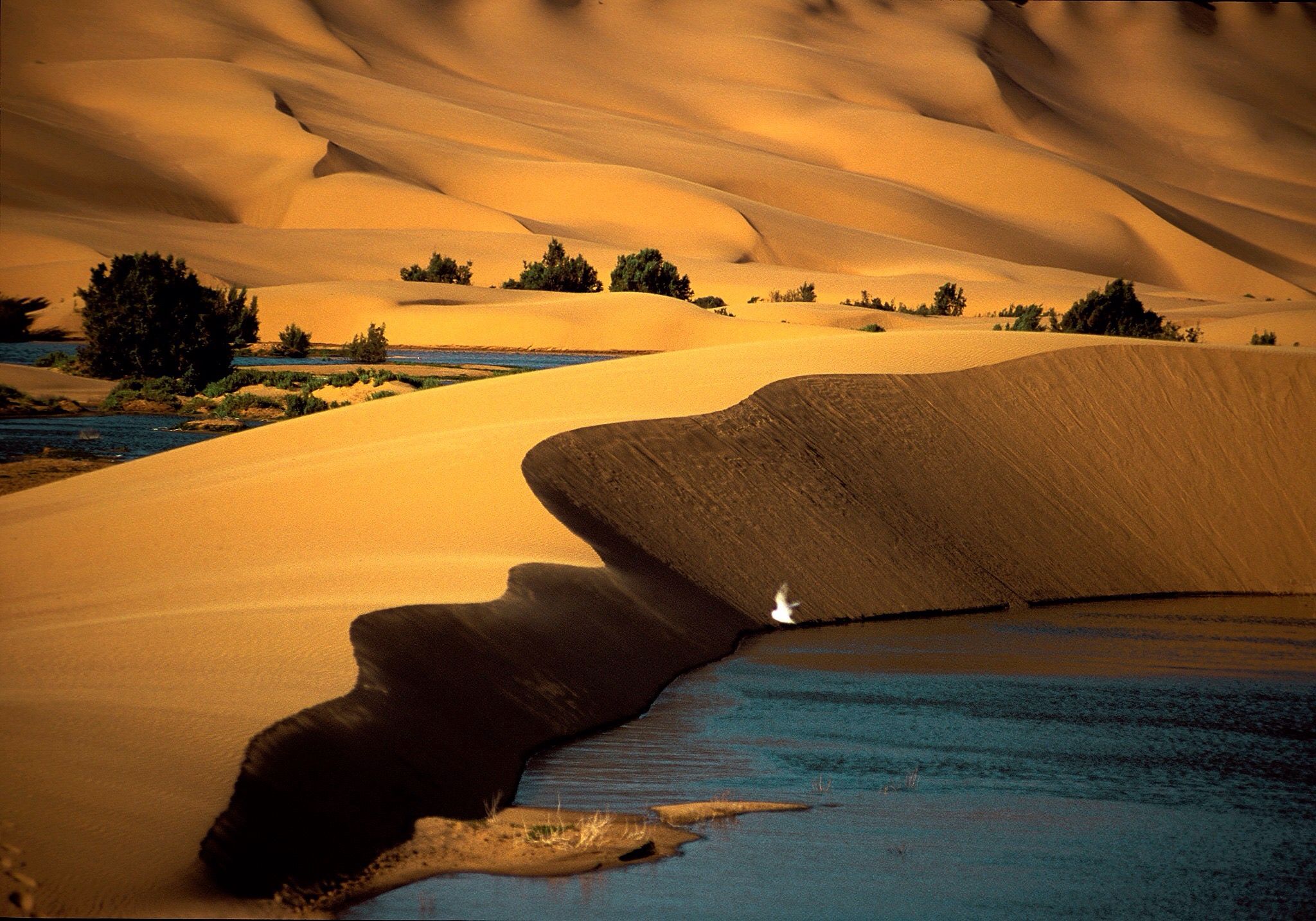 Laayoune sahara