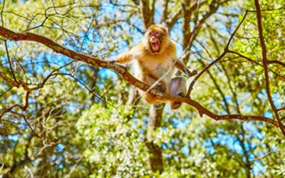 Middle Atlas Cedar Forests and Wildlife: Nature and Adventure